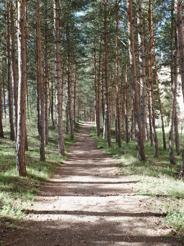 Dole borovicovým lesom